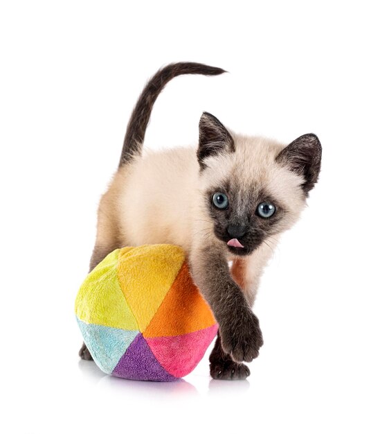 Young kitten in front of white background