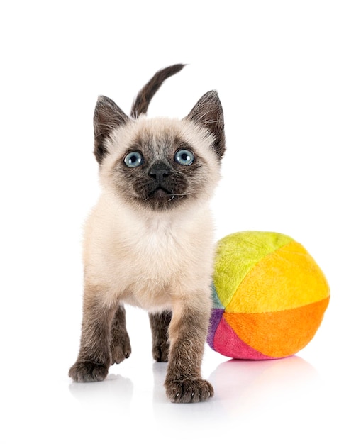 Young kitten in front of white background