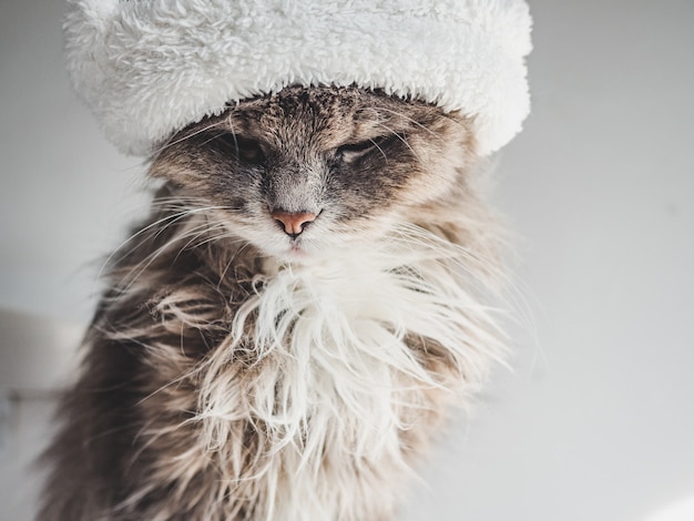 Young kitty in a white wool hat