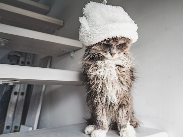 Young kitty in a white wool hat