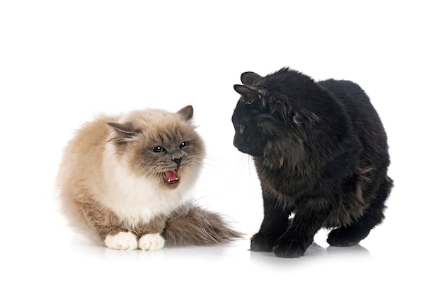 Young Kurilian Bobtail and birman cat in front of white background