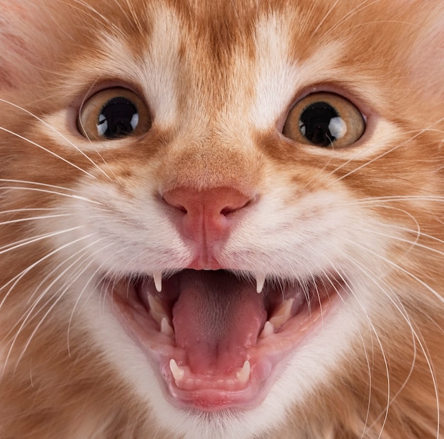 Young Kurilian Bobtail face closeup