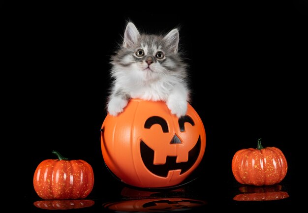 young Kurilian Bobtail in front of black background