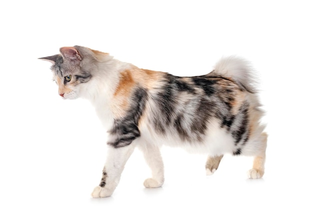 young Kurilian Bobtail in front of white background