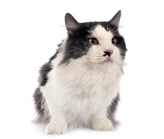 Young Kurilian Bobtail in front of white background