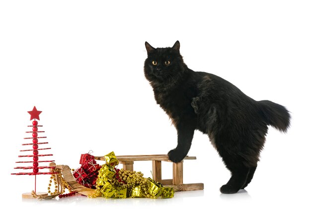 Young Kurilian Bobtail in front of white background