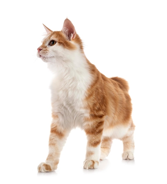 Young Kurilian Bobtail in front of white background