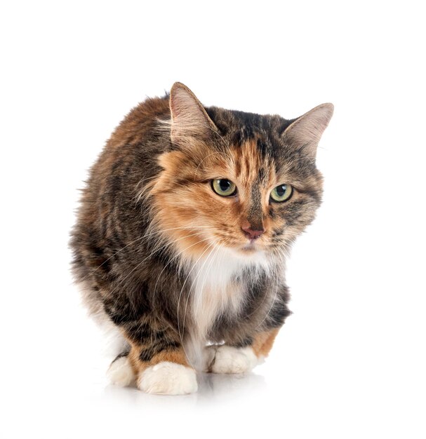 Young Kurilian Bobtail in front of white background