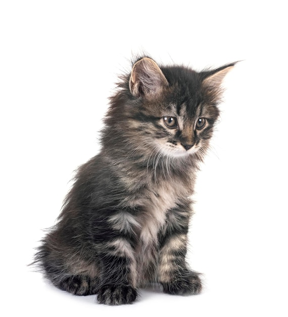 Photo young kurilian bobtail in front of white background