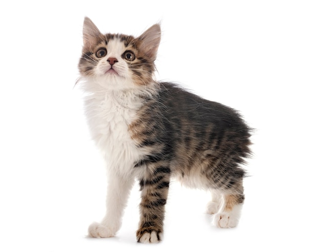 Young Kurilian Bobtail in front of white surface