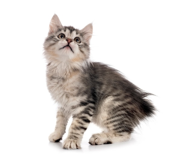 Young Kurilian Bobtail in front of white surface