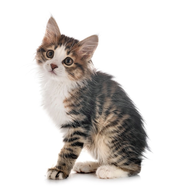 Young Kurilian Bobtail isolated on white