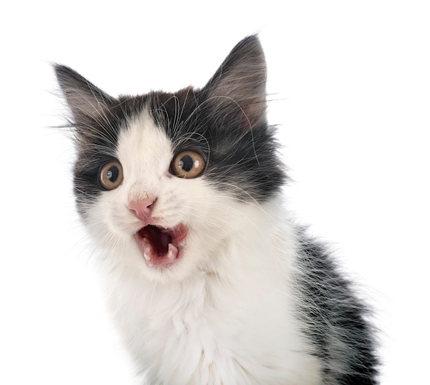 Young Kurilian Bobtail isolated on white