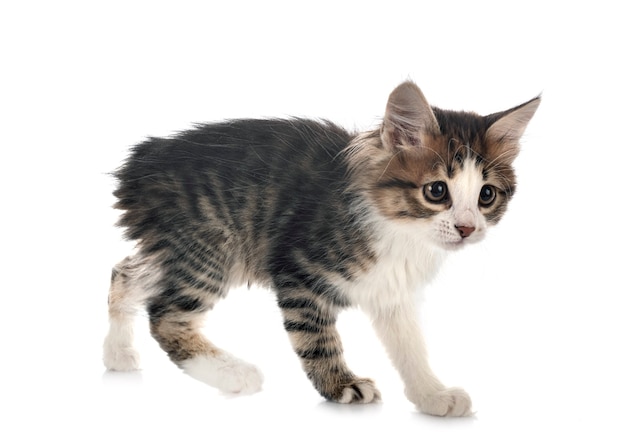 Young Kurilian Bobtail isolated