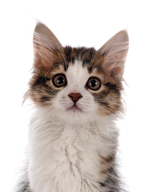 Young Kurilian Bobtail isolated