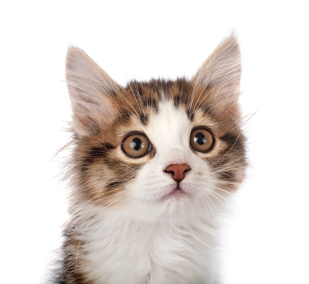 Young Kurilian Bobtail isolated