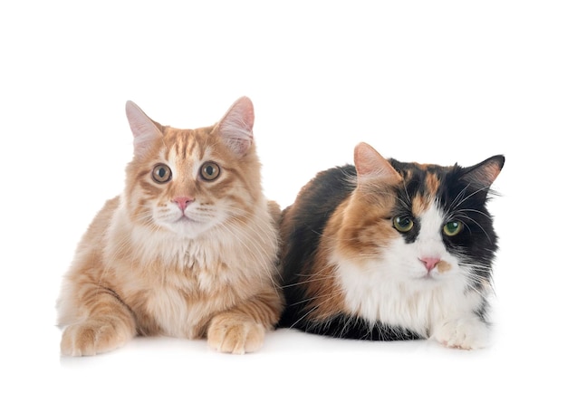 young Kurilian Bobtails in front of white background