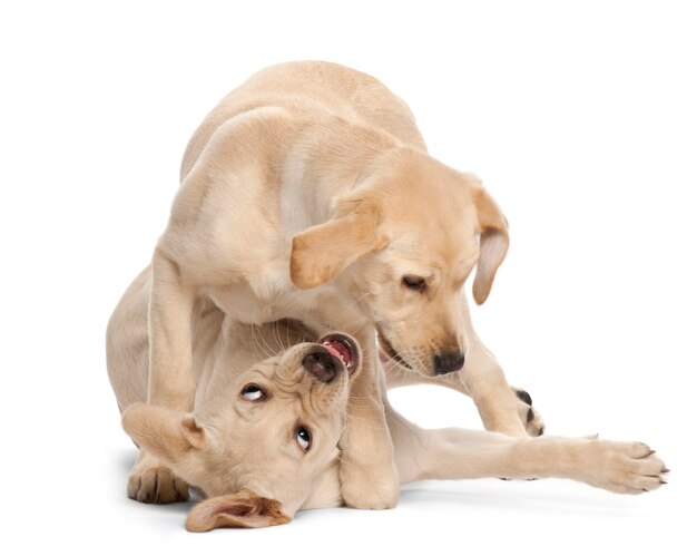 Young Labrador Retriever, 4 months old