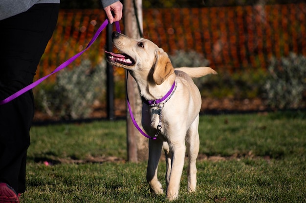 Photo young labrador retriever with a purple leash walking in a park with its owner