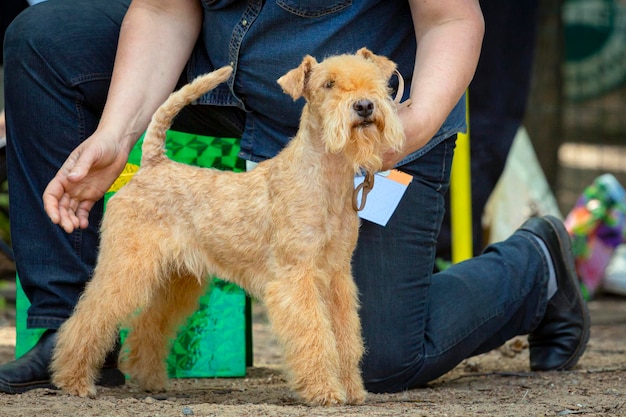 A young lakeland terrier dog at a dog show