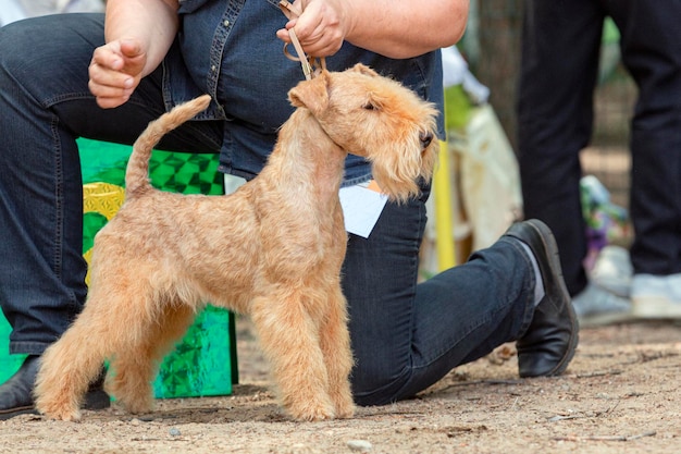 A young lakeland terrier dog at a dog show