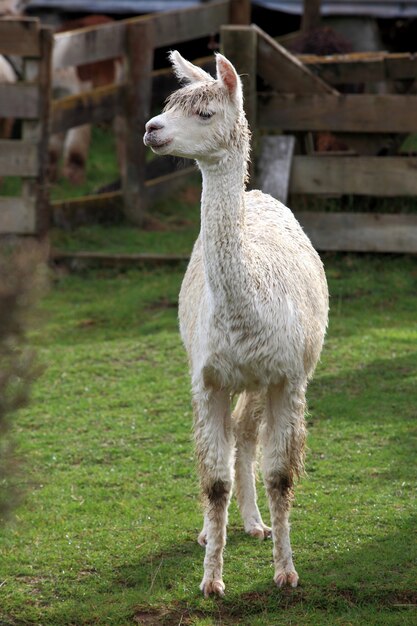 Young lama in farm with green grass