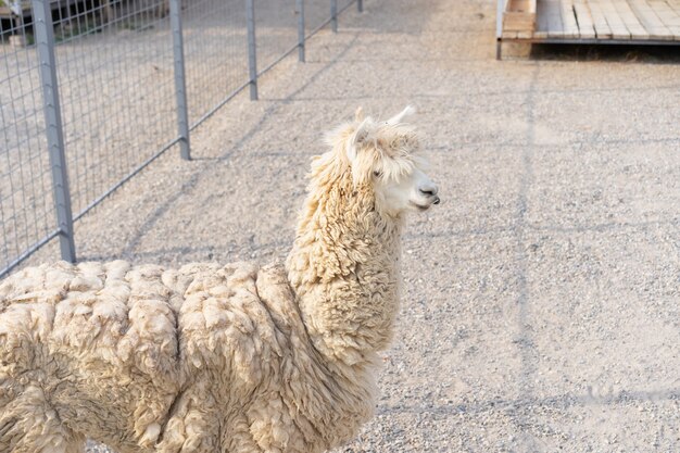 A young lama is in the aviary