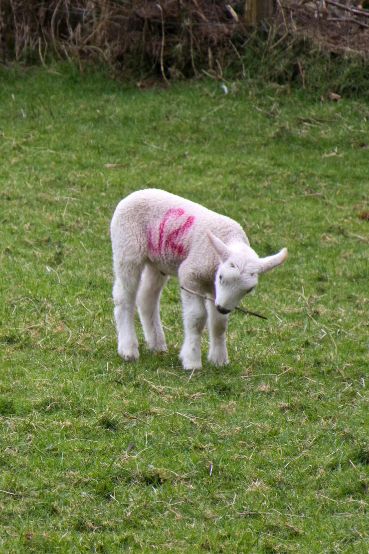 फोटो young lamb in a field holding a stick in its mouth
