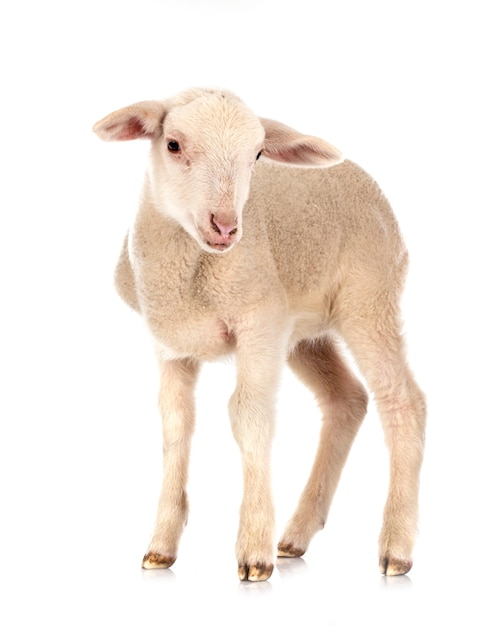 Young lamb in front of white background