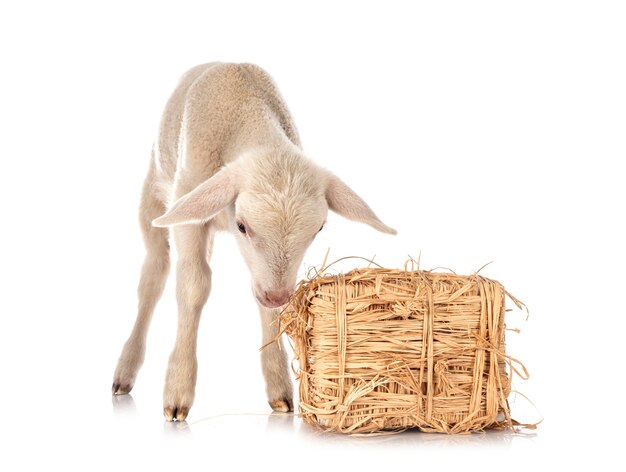 Young lamb in front of white surface