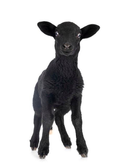 Young lamb in front of white surface