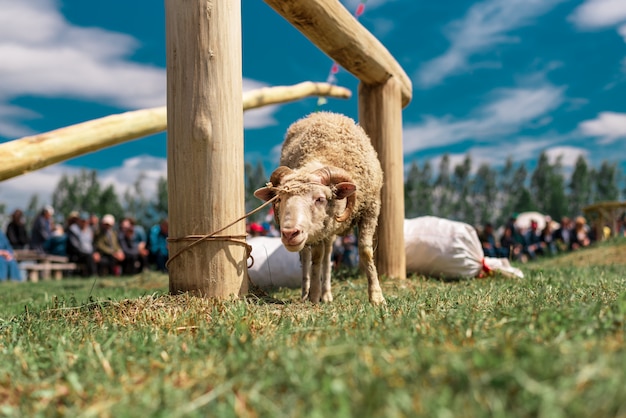 A young lamb tied to a post. folk festival