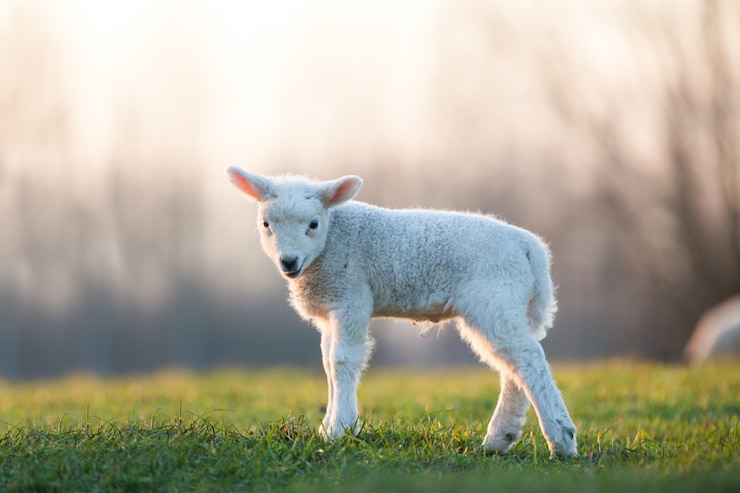 Photo young lamb