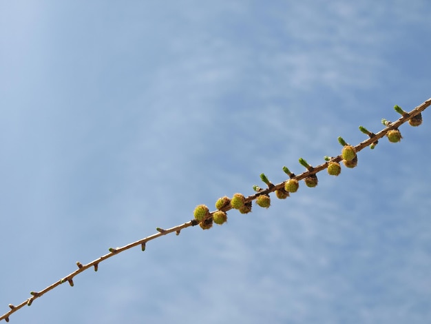 Young larch buds on a blue sky natural background