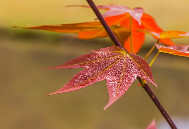 Acer wilsonii Rehderの若い葉の色