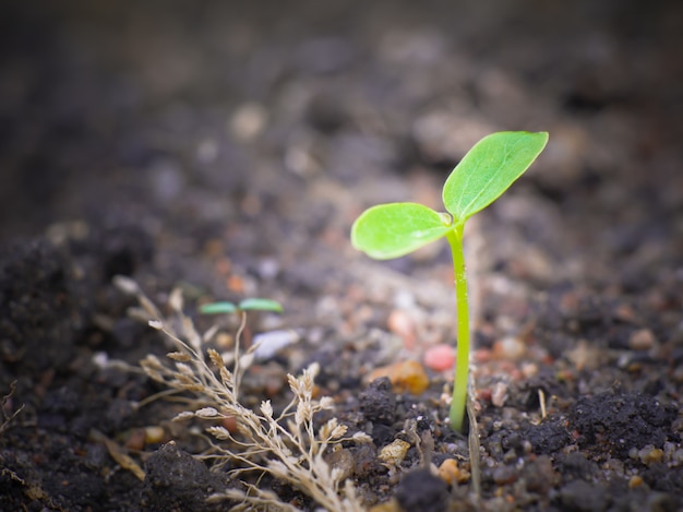 young leaf of grass with macro view