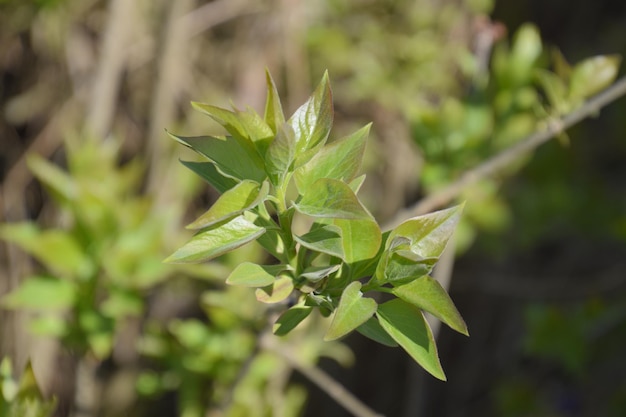 Young leaves and buds of lilac Blossoming buds of lilac