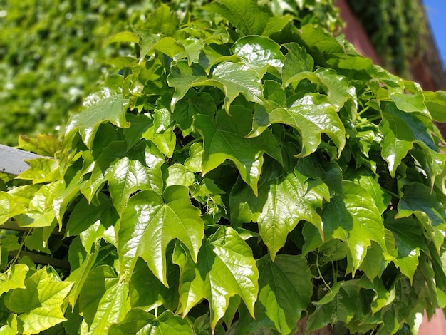 Young leaves of common Ivy Hedera helix in spring Nature concept for design Green creeping plant close up as a background Bright green color with reflections of a sunlight Hedge or wall framing