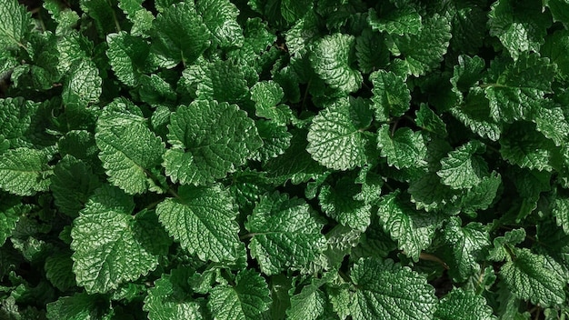 Young leaves of lemon balm