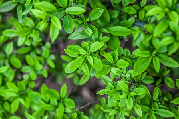 Photo young leaves of ligustrum plant in nature