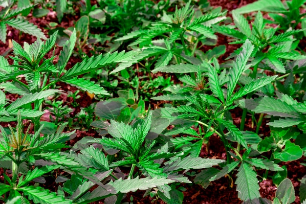 Young leaves of marijuana, cannabis