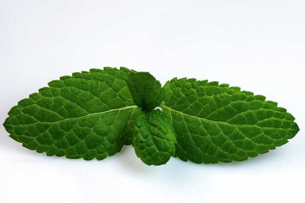 Young leaves of peppermint