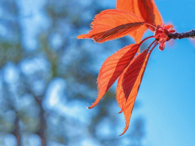 Young leaves of red maple against the blue sky in early spring. The blossoming buds on the spring trees.