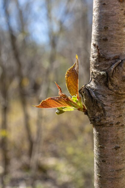 Young leaves Spring garden background Selective focus