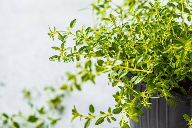 Young leaves of thyme in a pot, seedlings. White background, garden concept