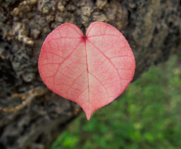 Young leaves of trees