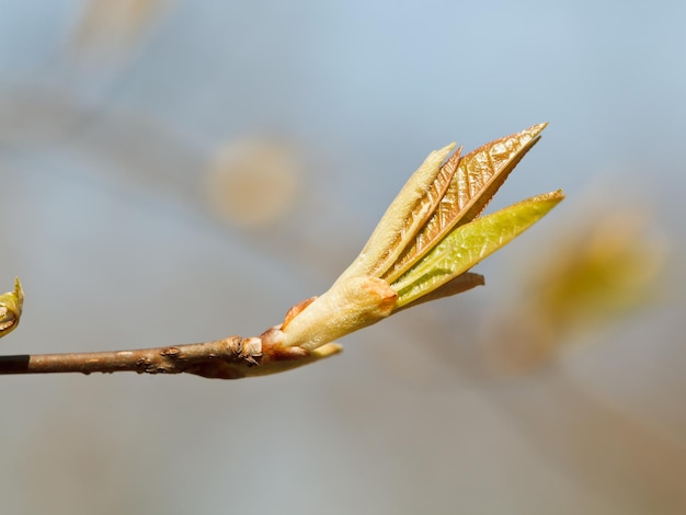 Young leaves on twig in spring day