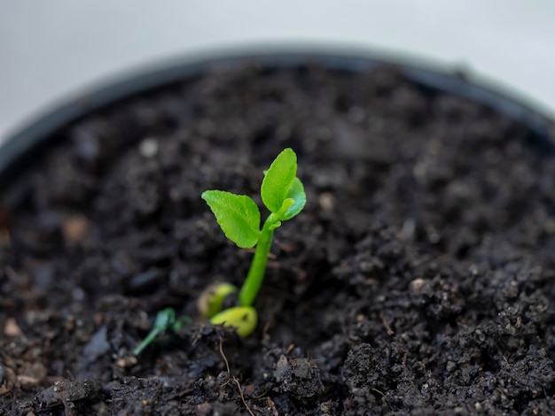 Young lemon tree seedling