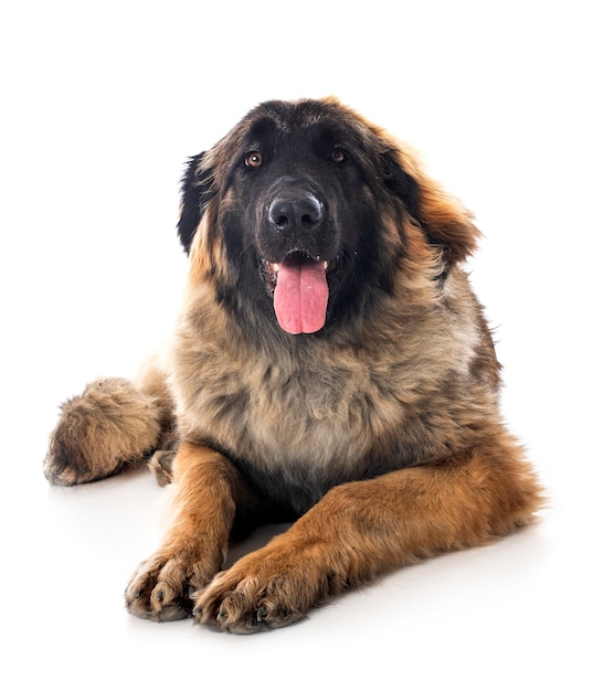 Young Leonberger in front of white background