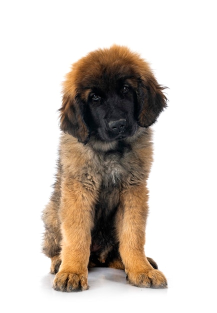 흰색 배경 앞의 젊은 Leonberger